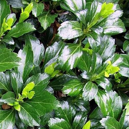 6x Pachysandra terminalis 'Green Sheen' – Pachysandra terminalis 'Green Sheen' godet 9x9 cm | Couvre-sol persistant brillant, idéal sous-bois & massifs