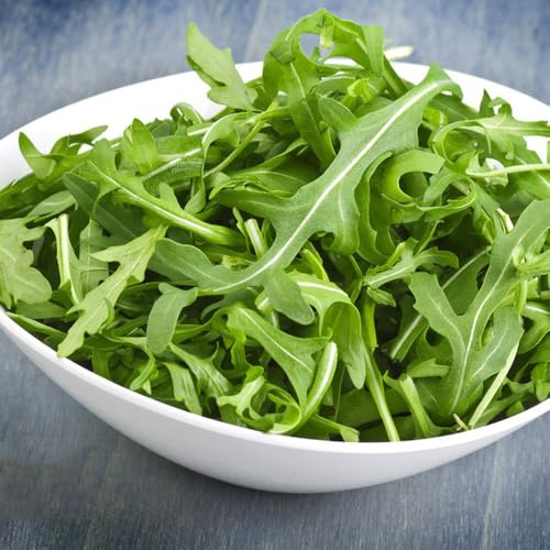 semi di rucola - serre balcone giardino sul interno in vaso rare roccioso resistente copertura del terreno orticole arredamento 500pcs