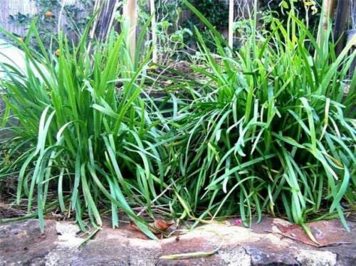 200 Seeds of Chinese Gow Choy, Garlic Chives Fast Grower, Keep Cutting, Healthy!