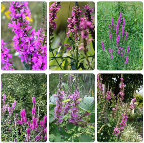 salicaria púrpura cortadas de jardín semillas de semillas silvestres perennes resistentes silvestres balcón jardín interior arbusto mariposas verano 650pcs