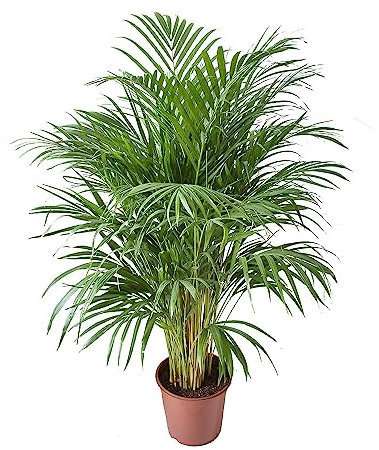 Dypsis Lutescens Natural Areca 100cm Palmera de Interior de Altura Destacada y Maceta de 17 cm