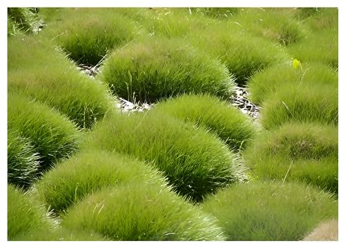 Stauden Gänge 3 x Festuca gautieri (Ziergras/Gräser/Winterhart/Mehrjährig/Immergrün/Staude) Bärenfellgras - Immergrün, robust und stilvoll zugleich - perfekter Bodendecker