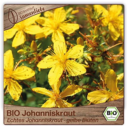 Samenliebe BIO Johanniskraut Samen alte Sorte Echtes Johanniskraut - gelbe Blüten 1500 Samen samenfestes Kräuter Saatgut für Küche indoor und Balkon Garten BIO Kräutersamen mehrjährig