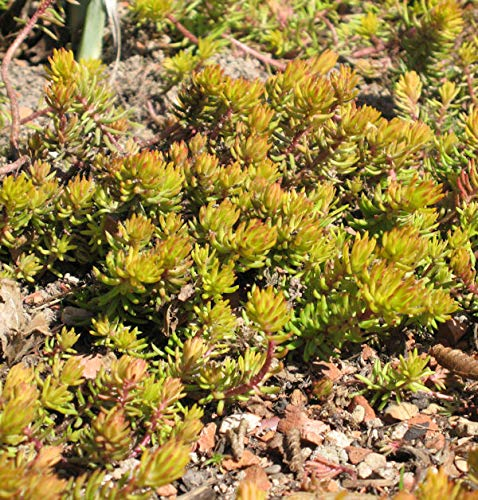 Felsen Fetthenne Angelina - Sedum reflexum Angelina - Gartenpflanze