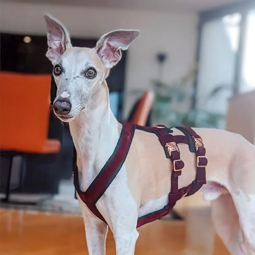 EDEL&SCHNELL Sicherheitsgeschirr für Hunde, ausbruchsicheres Hundegeschirr Größe S aus Samt in dunkelrot, Panikgeschirr mit 2 Bauchgurten, ideal für Windhunde