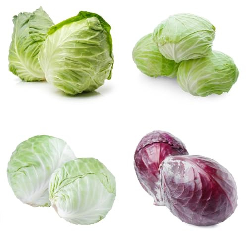 Semillas de col orgánicas, Las perennes son perennes resistentes Comprar de de invierno regalos sostenibles 200pcs