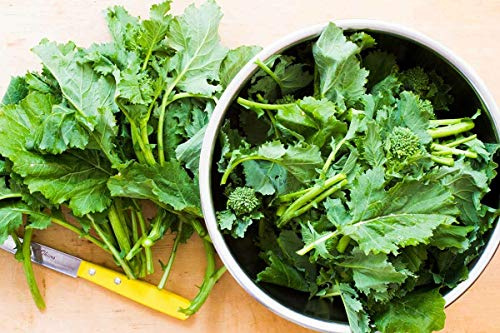 Broccoli Seeds-Raab, Rapini,100 Count COOL BEANS N SPROUTS Brand. Home Gardening.
