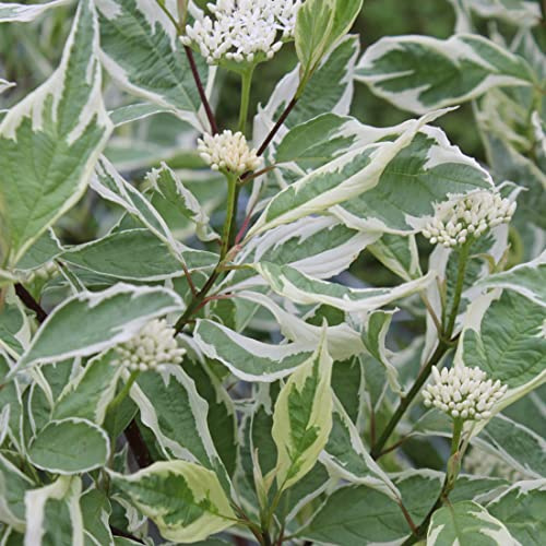 Hartstång Elegantissima – Cornus alba Elegantissima –