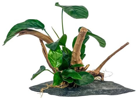 AquaOne Anubias Plantes sur racine de marais avec plateau en ardoise Décoration d'aquarium Plante aquatique Racine ardoise Aquascaping Facile d'entretien