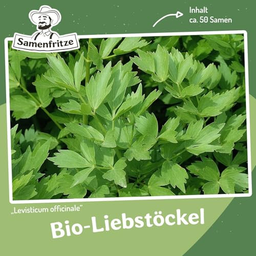 Bio-Liebstöckel, Maggikraut ca. 50 Samen - Levisticum officinale, winterhart bis -25 Grad
