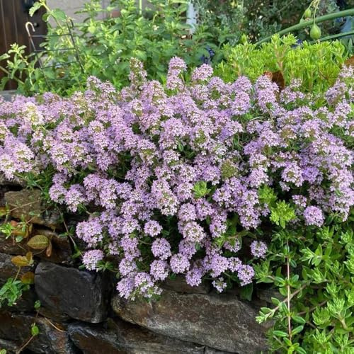 Semi di timo serpillo, da giardino resistenti Semi di timo tappezzanti, sabbioso tappezzante, da balcone resistenti timo strisciante resistenti 300pcs