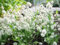 100 Ornamental Grass Seeds - Lagurus Ovatus - Bunny Tails/Rabbits Tail - 100 Seeds