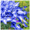 Cipolle resistenti all'inverno, Piante resistenti all'inverno,Hosta Tuberi, Grandi piante fogliari, Scintille Hosta, Multietà 4 Rhizom-C