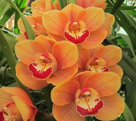 100 pièces de graines de fleurs d'orchidée Cymbidium
