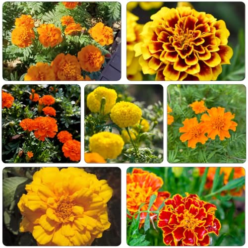 semillas Tagetes erecta perennes resistentes jardín interior perenne resistente balcón con parterre de en extremadamente resistentes de 200pcs