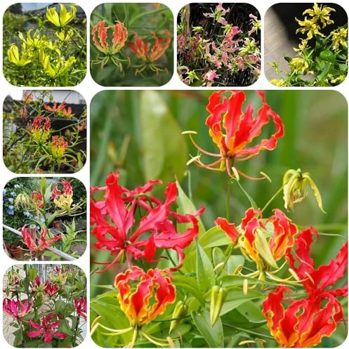 Bulbi di giglio di fiamma, rampicante Gloriosa superba, rare decorazioni floreali decorazione del giardino per esterno bulbi precoce 6pcs
