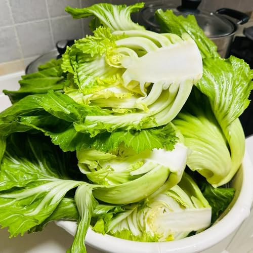 Semillas de mostaza para mostaza, Brassica juncea, raras de invierno 60pcs