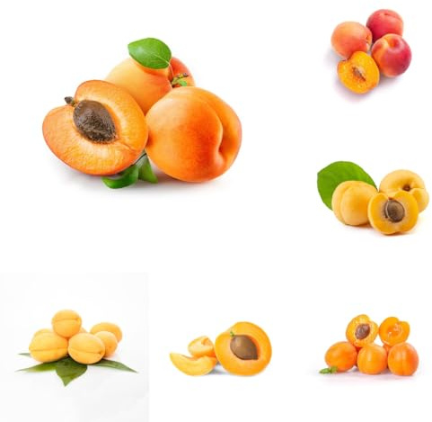 albaricoquero - albaricoques - de interior lugares soleados Prunus armeniaca sostenibles en maceta con resistentes uso 10semillas