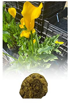 5 Zantedeschia Florex Gold Calla (Arum) Lily Bulb/Rhizome Bulbs Size 16/18 Summer Flowering Perennial : - by GARTHWAITE NURSERIES® : - UK Stockist