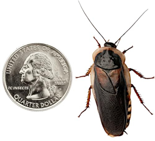 TC INSECTS 100 Male Dubia Roaches Live Arrival is Guaranteed