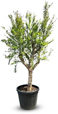 Sunnytree - Árbol de manzana de granada, tamaño XL, circunferencia 20-25 cm