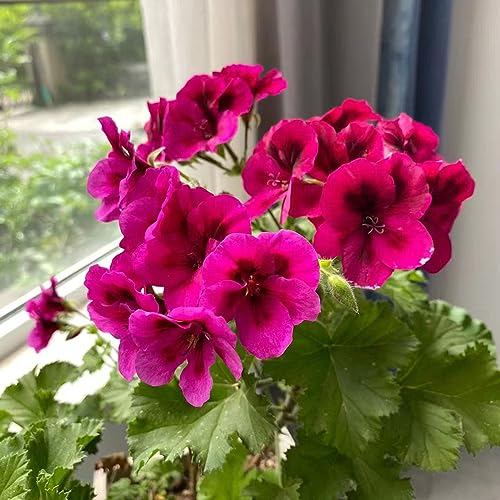 600 pcs Geranien Samen Hängend Blumen Samen, Plants Geranien Pflanzen Echt (Pelargonium hortorum) Blumenwiese Samen Mehrjährig, Hochbeete Für Garten Blumensamen Geschenk, Pflanze Schnittblumen,
