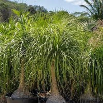 20pieces Green Ponytail Palm Tree Seeds