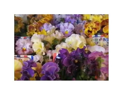 g - 0,5 g Stiefmütterchen Germania Rokoko Mischung Garten Pflanzen -Samen F-S428 - Seeds & Plants Shop by Ipsa