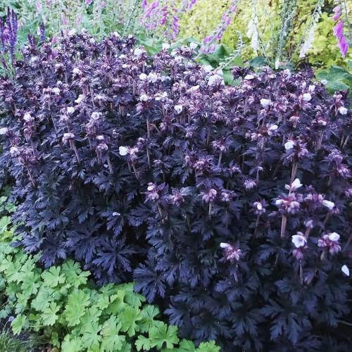 semi resistenti di geranio - perenni giardino esotiche 800pcs