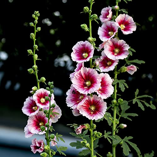 BRKENT Stockrosen Samen Winterhart Mehrjährig Pflanzen Balkonpflanzen Exotische Samen Zimmerpflanzen Bodendecker Winterhart Mehrjährig Wildblumensamen Stauden Blumensamen Geschenk 100 Saatgut, Rosa