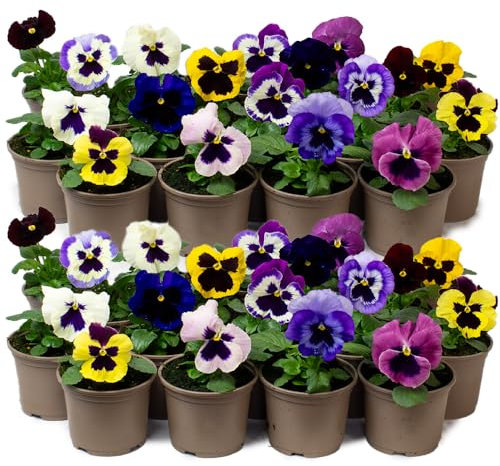 18 x Flowering Bedding Plants - Grow Your own Summer Flowering Bedding, Garden Ready & Each Delivered in Plant Pot, Outdoor Plants Great for Hanging Basket or Gifts