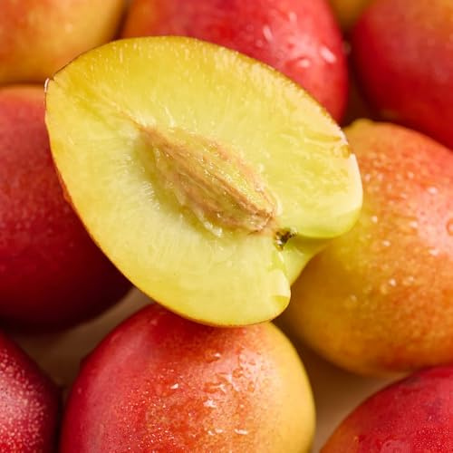 Nektarinenbaum - steingartenpflanzen obstsamen obstbäume kaufen obstgarten balkonpflanzen säulenobstbäume winterhart obstbaum alte sorten 6Samen