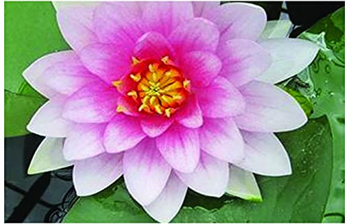 Lincolnshire Pond Plants Ltd - Masaniello Water Lily - Live Water Plant Aquatic Pond Lake Marginal - Potted