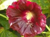 Graines de fleurs de rose trémière Alcea rosea Marron Rouge Vivaces: PAQUET DE 100 GRAINES