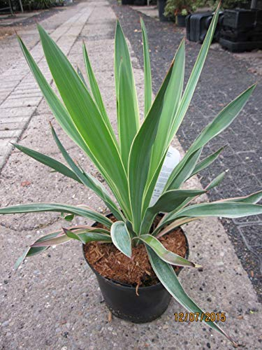 Yucca gloriosa Variegata - Gelbbunte Kerzen-Palmlilie - 40-60cm