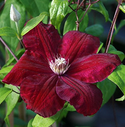 Red/Rouge Cardinal Clematis Vine - Velvety Crimson Flowers - 2.5 Pot