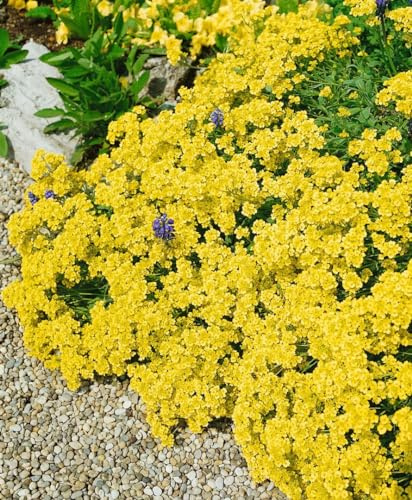 Alyssum saxatile 'Sulphureum' 9x9 cm Topf – Winterhart, Mehrjährig & Pflegeleicht – Felsen-Steinkraut – Bodendecker für Steingarten & Beet