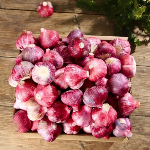 aglio vegetale biologico Giardino sul balcone, aiuola rialzata di erbe aromatiche aglio da piantare serra da balcone, piante esotiche piante da giardino perenni resistenti, cucina per 3pcs