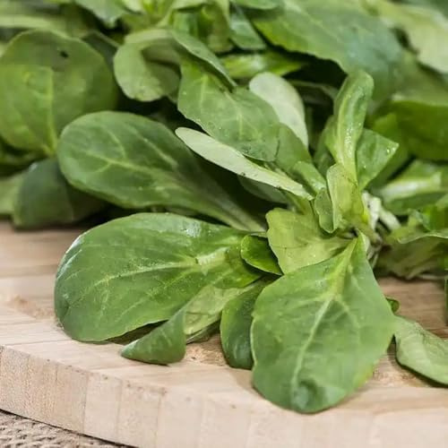 lattuga di agnello biologica da orto rialzate semi di lattuga aromatiche biologiche e invernali Coltivare verdi da giardino perenni resistenti 50Semi