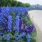 Luojuny Delphinium Seeds, 50Pcs / Bag Delphinium Seeds Eco-friendly Prolifico Fiorito Buon raccolto Delphinium Ajacis Seeds per aiuola Semi di delfinio