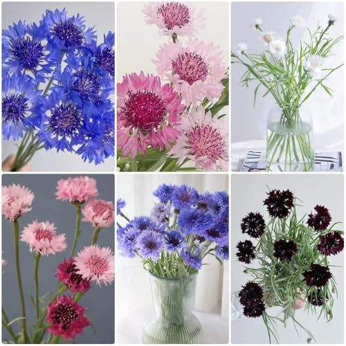 Semillas de aciano, Centaurea cyanus, raras de balcón resistentes semillas de jardin Variedades antiguas 150pcs