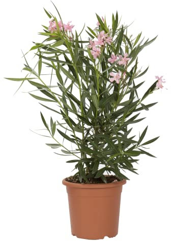 KENTIS - Nerium Oleander Rosa con Decorazione Vaso in Juta - Oleandro Pianta Vera da Esterno - Piante da Giardino Fiorite Perenni - H 125/150 cm Vaso Ø 30 cm