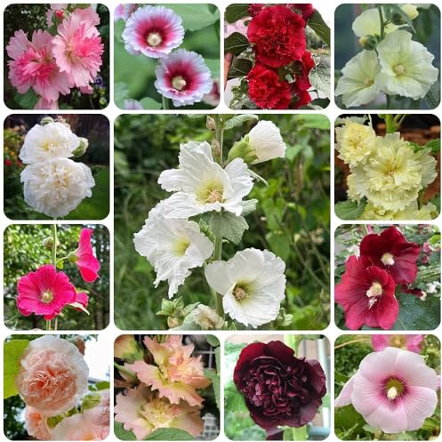 Semi di malvarosa, giardino resistenti Alcea rosea, malvarosa, luoghi soleggiati, esotiche autunnali resistenti 400pcs