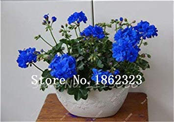 100 Pcs Mini Géranium Fleur Plante Vivace Fleur Pelargonium Peltatum Plante en Pot Géranium pour Jardin: 17