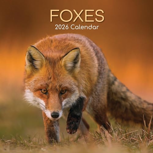 The Gifted Stationery 2026 Square Wall Calendar, Foxes, 16-Month Animals Theme Hanging Calendar with 180 Reminder Stickers, Month Planner for Home, or Creative Spaces, 12x12 In