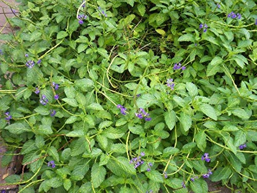 Blue Purple Butterfly Bush, Verbena CIMA, Jamaican Vervain, Porter Weed, Snake Weed - Stachytarpheta