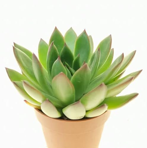 Suculenta Echeveria Agavoides Natural Planta Resistente a Altas Temperaturas