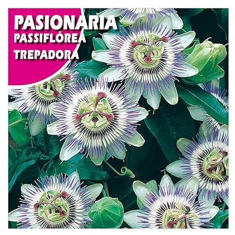 Semillas Planta Trepadora Passiflora Caerulea Flor de la Pasión Maracuyá