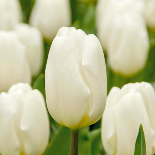 Bloomique - Mélange de 20 - Tulipa - Bulbes de tulipes - Blanc - Bulbes à fleurs - Floraison printanière - Plantes vivaces - Pousse jusqu'à 30-35 cm
