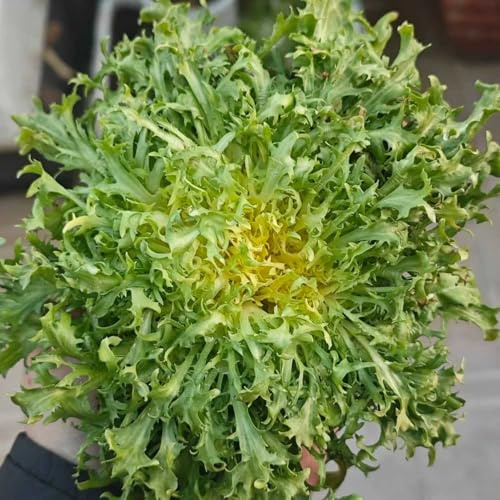 indivie Aiule rialzate per il giardino semi di indivia semi di biologici, varietà antiche per da appartamento balcone rampicanti esotiche 300semi